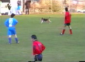 04 - Cane in campo
