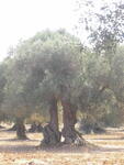 foto76.jpg